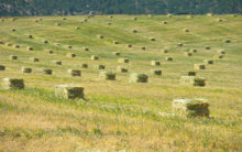 Hay Bales