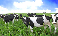 Holstein Cows